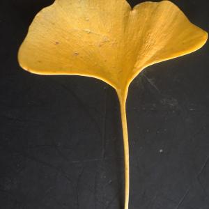  - Ginkgo biloba 'Fastigiata' 