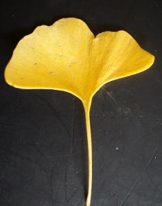 Liliane Roubaudi, le 19 novembre 2019 (Paris)