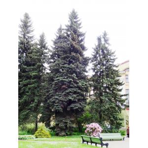 Abies lasiocarpa var. arizonica (Merriam) Lemmon