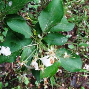 Photographie n°2340893 du taxon Malus domestica Borkh. [1803]