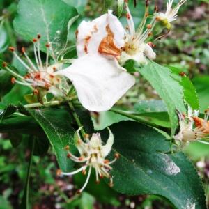 Photographie n°2340894 du taxon Malus domestica Borkh. [1803]