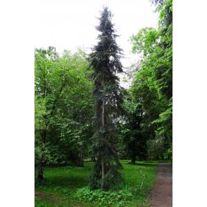 Picea mariana Britton., Stern & Poggenb. (Épinette noire)
