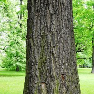 Photographie n°2341013 du taxon Quercus robur L. [1753]