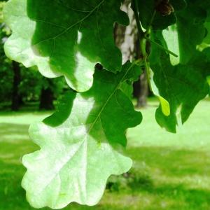 Photographie n°2341014 du taxon Quercus robur L. [1753]