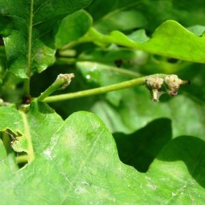 Photographie n°2341018 du taxon Quercus robur L. [1753]