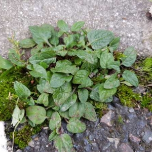 Photographie n°2341054 du taxon Prunella vulgaris L. [1753]