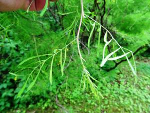Alain Bigou, le 28 mai 2019 (Saint Pétersbourg (Jardin Botanique))
