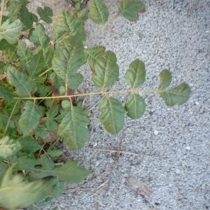 Photographie n°2341132 du taxon Koelreuteria paniculata Laxm. [1772]