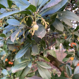 Photographie n°2341158 du taxon Arbutus unedo L. [1753]