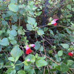 Photographie n°2341163 du taxon Salvia grahamii Benth. [1830]