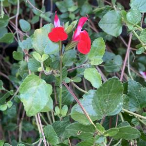 Photographie n°2341164 du taxon Salvia grahamii Benth. [1830]