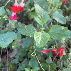 Photographie n°2341166 du taxon Salvia grahamii Benth. [1830]