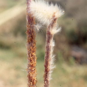 Photographie n°2341174 du taxon Imperata cylindrica (L.) P.Beauv. [1812]