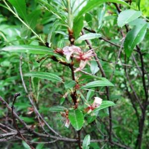 Photographie n°2341222 du taxon Prunus tenella Batsch [1801]