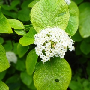 Photographie n°2341224 du taxon Viburnum lantana L. [1753]