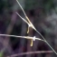  Liliane Roubaudi - Stipa offneri Breistr. [1950]