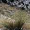  Liliane Roubaudi - Stipa offneri Breistr. [1950]