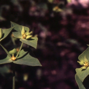 Photographie n°2341273 du taxon Euphorbia taurinensis All. [1785]