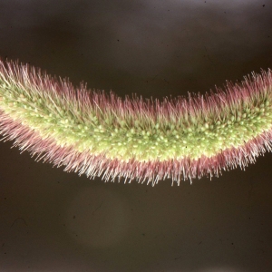Photographie n°2341285 du taxon Setaria viridis subsp. pycnocoma (Steud.) Tzvelev [1969]