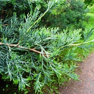  - Juniperus chinensis L. [1767]