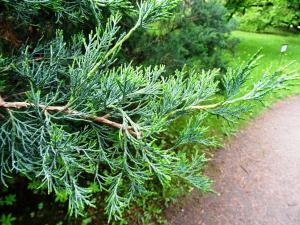 Alain Bigou, le 28 mai 2019 (Saint Pétersbourg (Jardin Botanique))