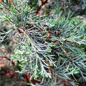  - Juniperus chinensis L. [1767]