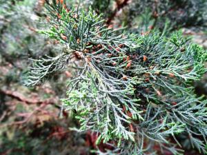 Alain Bigou, le 28 mai 2019 (Saint Pétersbourg (Jardin Botanique))
