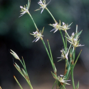 Photographie n°2341367 du taxon Juncus bufonius L. [1753]