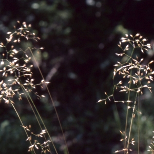 Photographie n°2341376 du taxon Deschampsia flexuosa (L.) Trin. [1836]