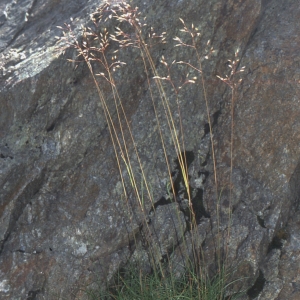 Photographie n°2341377 du taxon Deschampsia flexuosa (L.) Trin. [1836]