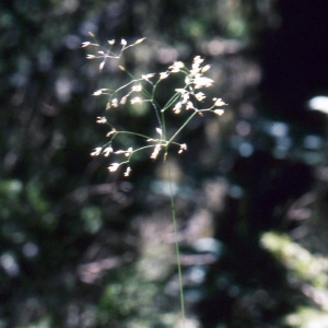 Photographie n°2341378 du taxon Deschampsia flexuosa (L.) Trin. [1836]