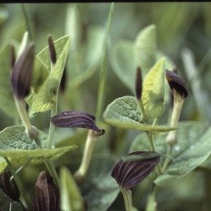 Photographie n°2341385 du taxon Aristolochia pistolochia L. [1753]