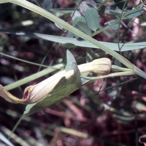 Photographie n°2341391 du taxon Aristolochia pallida Willd. [1805]
