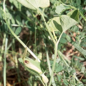 Photographie n°2341392 du taxon Aristolochia pallida Willd. [1805]