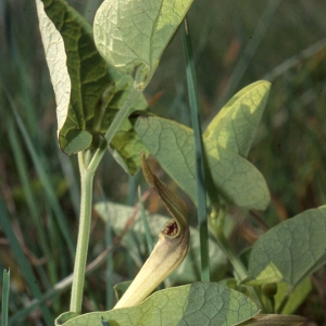 Photographie n°2341394 du taxon Aristolochia pallida Willd. [1805]