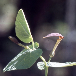 Photographie n°2341395 du taxon Aristolochia pallida Willd. [1805]