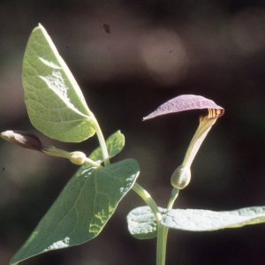 Aristolochia pallida Willd. (Aristoloche pâle)