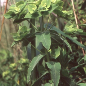 Photographie n°2341397 du taxon Euphorbia hirsuta L. [1759]