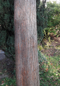 claire Felloni, le 10 novembre 2019 (Le Mans (Jardin des Plantes))