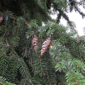 Photographie n°2341512 du taxon Picea omorika (Pancic) Purk.