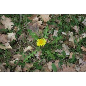 Taraxacum amansii Hofstra