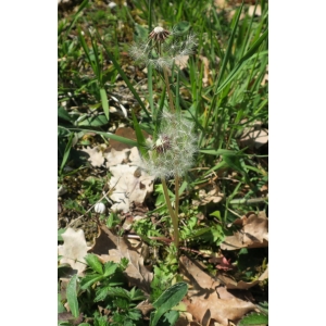 Taraxacum braun-blanquetii Soest (Pissenlit de Braun-Blanquet)