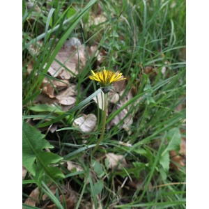 Taraxacum aquitanum Hofstra (Pissenlit d'Aquitaine)