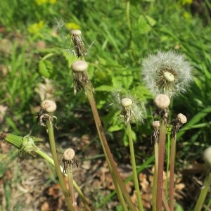 Photographie n°2341618 du taxon Taraxacum christelianum Sonck [1985]