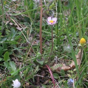  - Taraxacum oxoniense Dahlst. [1923]