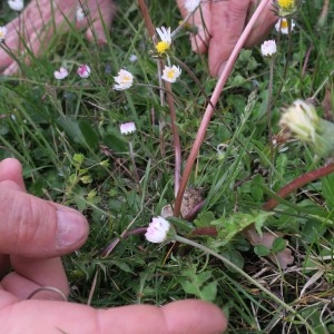  - Taraxacum christelianum Sonck [1985]