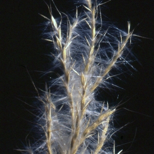 Photographie n°2341628 du taxon Bothriochloa barbinodis (Lag.) Herter [1940]