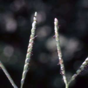 Paspalum distichum subsp. paspalodes (Michx.) Thell. (Paspale à deux épis)