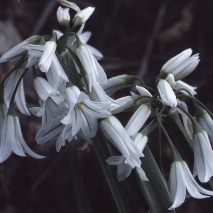 Allium triquetrum L. (Ail à tige triquètre)