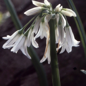  - Allium triquetrum L. [1753]